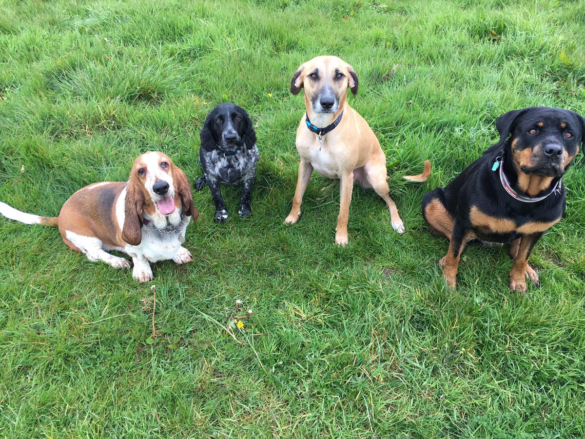 AllAnimalsWelco's tweet photo. The gang x #dogwalker #buxton #highpeak #Derbyshire #peakdistrict #dogsofinstagram #DogsOfTwitter https://t.co/sKbRoG4wf8
