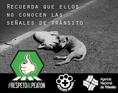 RescateAnimalEC's tweet photo. Ellos comparten la vía con nosotros,también merecen respeto por ser peatones. #respetoalpeatón No los atropelles, déjalos cruzar. @CTEcuador https://t.co/dWabUhEToo