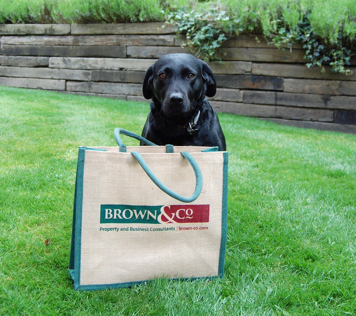 Pip is looking forward to the weekend #bag #dog