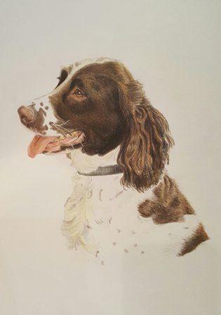 Another completed commissioned #drawing. #spaniel #springerspaniel #dog #London #commissionedartist #petportrait