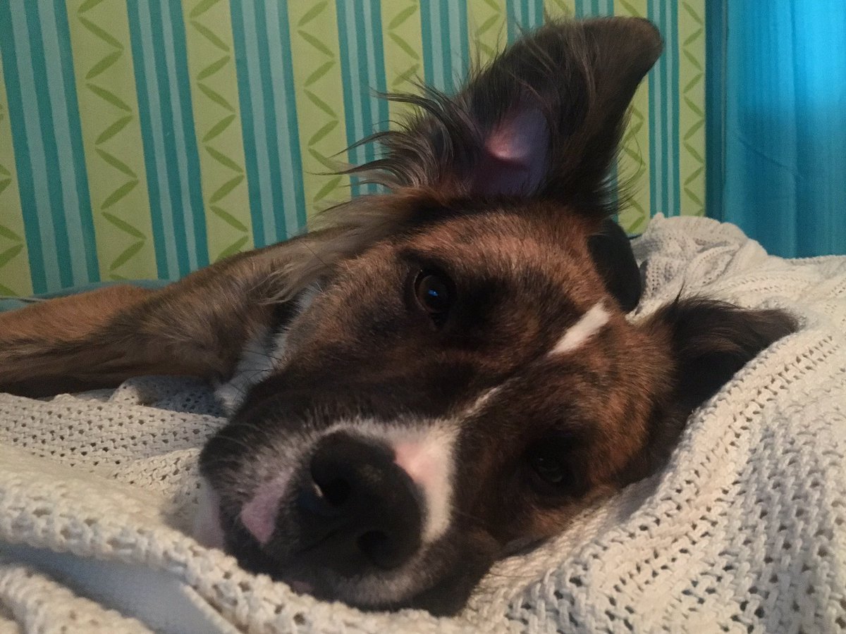 prayifitsapony's tweet image. &quot;Mom do you have to go to school?&quot;
Yes, dear, it&apos;s my last day of high school! #DailyDoseOfBradley #WhereDidAllTheTimeGo