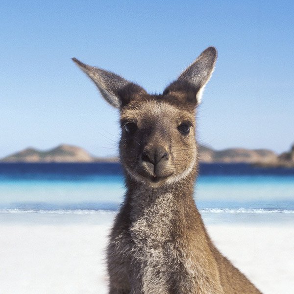 Kshetra's tweet photo. Photography CATA66 #geotripz Perth Austrailia 9/10 Paul the GeoTripz VIP https://t.co/pDCXptnwoZ