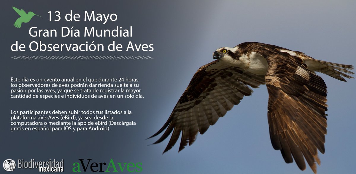 CONABIO's tweet photo. MAÑANA ES EL GRAN DÍA MUNDIAL DE OBSERVACIÓN DE AVES
¡Este sábado observa y registra todas las aves que puedas! 
https://t.co/sPaCPQNv7a https://t.co/nligAAIpMj