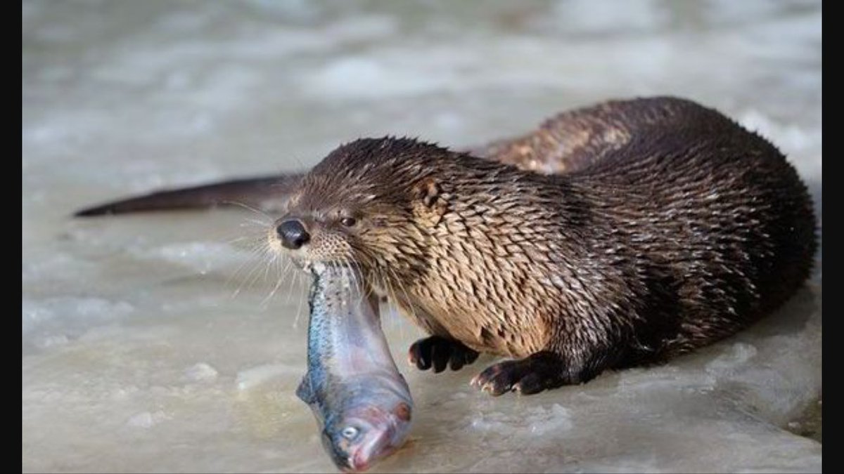 After the <a href="/ErieOtters/">Erie Otters 🦦</a> win the championship tonight