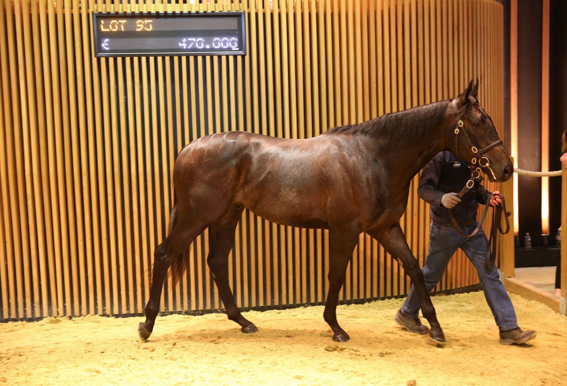 Lot 95 - €470K for Kendargent colt from <a href="/grovestud/">Grove Stud</a> bit.ly/2qaOsyq <a href="/StephenHillenBS/">Hillen Bloodstock</a>