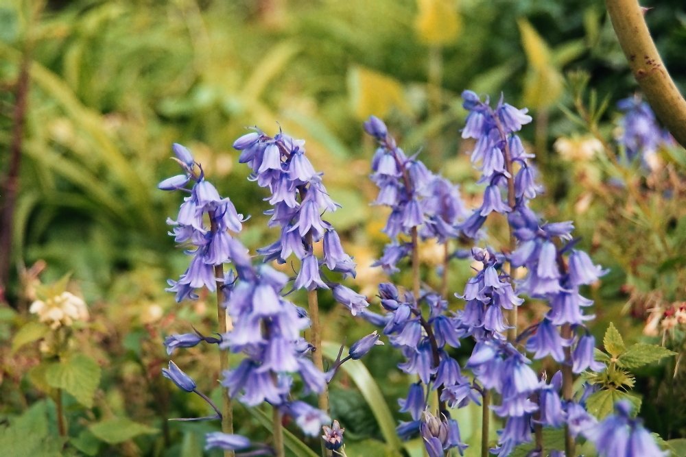 Bluebell art by Praktica bx20 <a href="/photos/">@photos</a> <a href="/paynesphotos1/">Paynes Photos</a> <a href="/praktica/">PRAKTICA</a>bx20 @praktica <a href="/artphoto/">ArtPhoto</a>