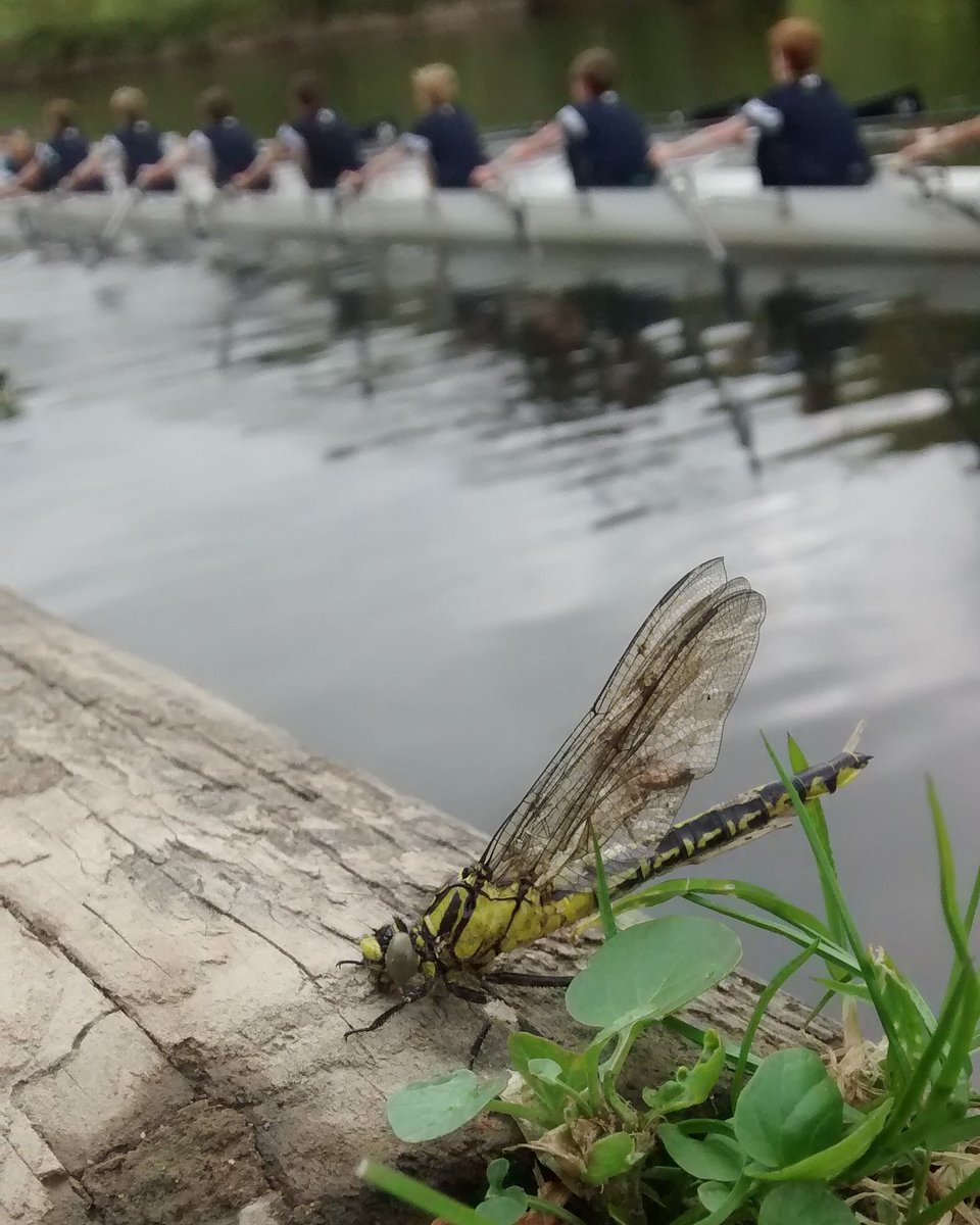 BDSdragonflies's tweet photo. The #river #severn: for wildlife, for people #clubtailcount #fridayfeeling https://t.co/aavHffwWOp