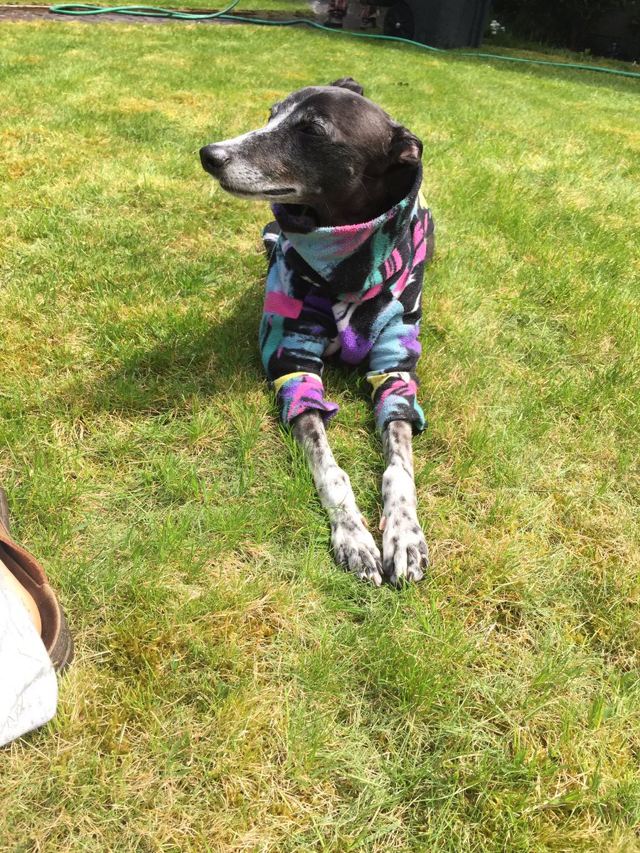 WippetJ's tweet photo. Tesla acting like a Princess while we clean the yard. https://t.co/P4pWNA9kdV