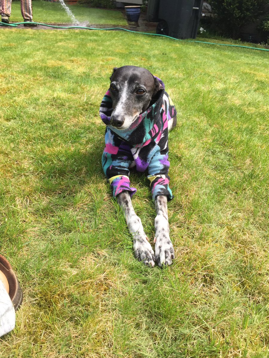 WippetJ's tweet photo. Tesla acting like a Princess while we clean the yard. https://t.co/P4pWNA9kdV
