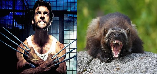 Wildlife Conservation Society Canada on Twitter: Wildlife Conservation Society Canada on Twitter: