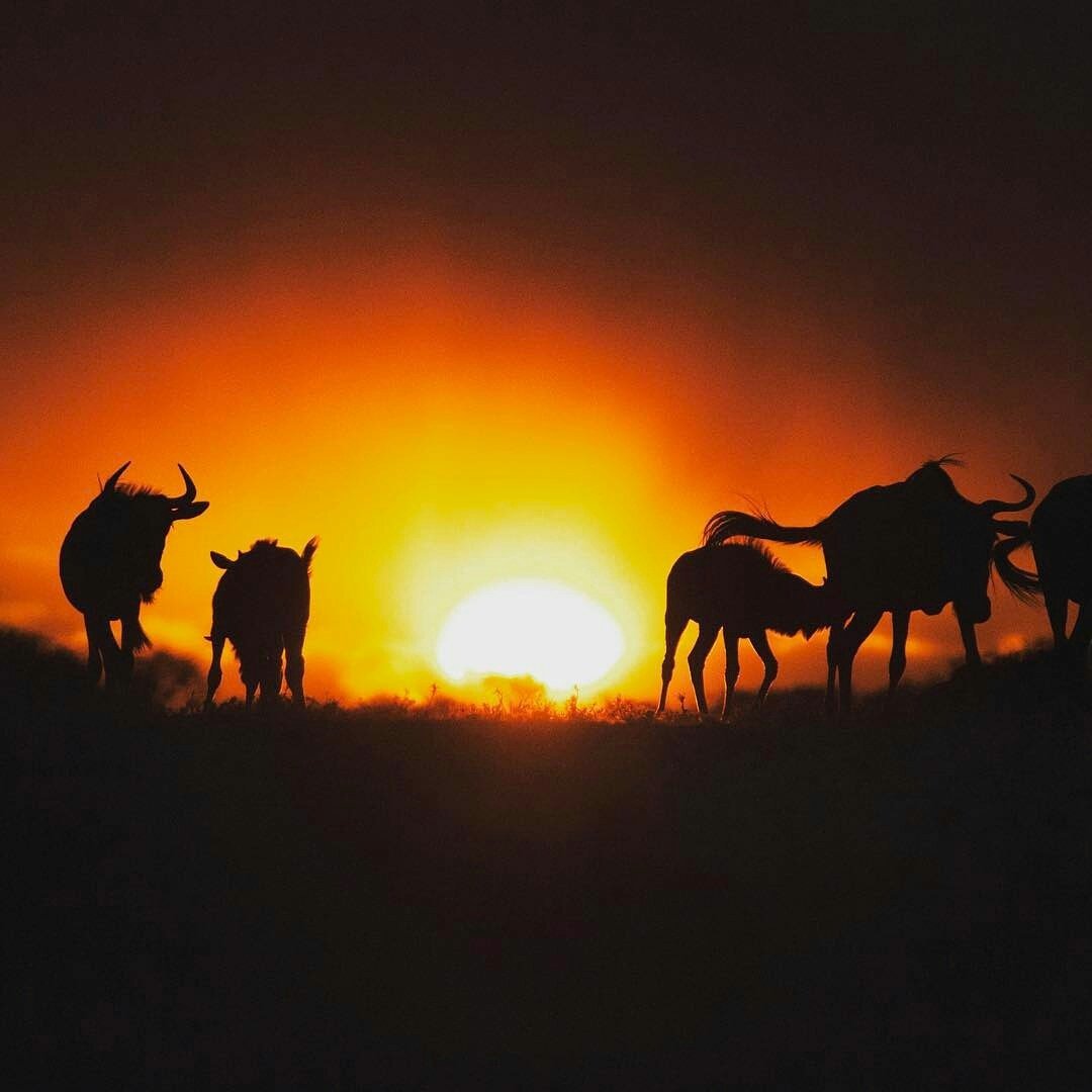 AlcAnimals's tweet photo. #sun: 0.964429
#sunset: 0.858149
#fire: 0.622459
https://t.co/Ugo5No8UUL