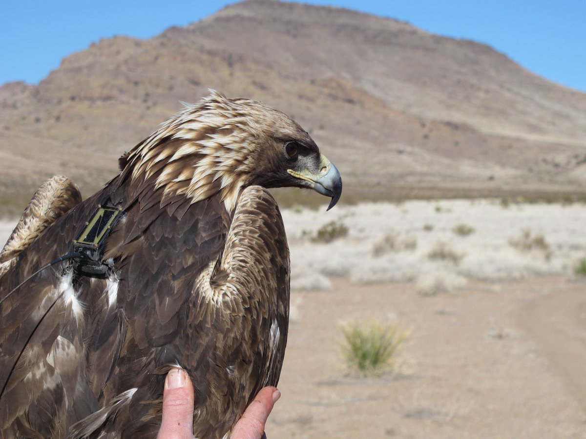 USGS's tweet photo. #DYK that #USGS tracks the movements of #MigratoryBirds to help species thrive? https://t.co/t6J3SJMe8a #WMBD2017 #goldeneagle https://t.co/gxRxW95kAo