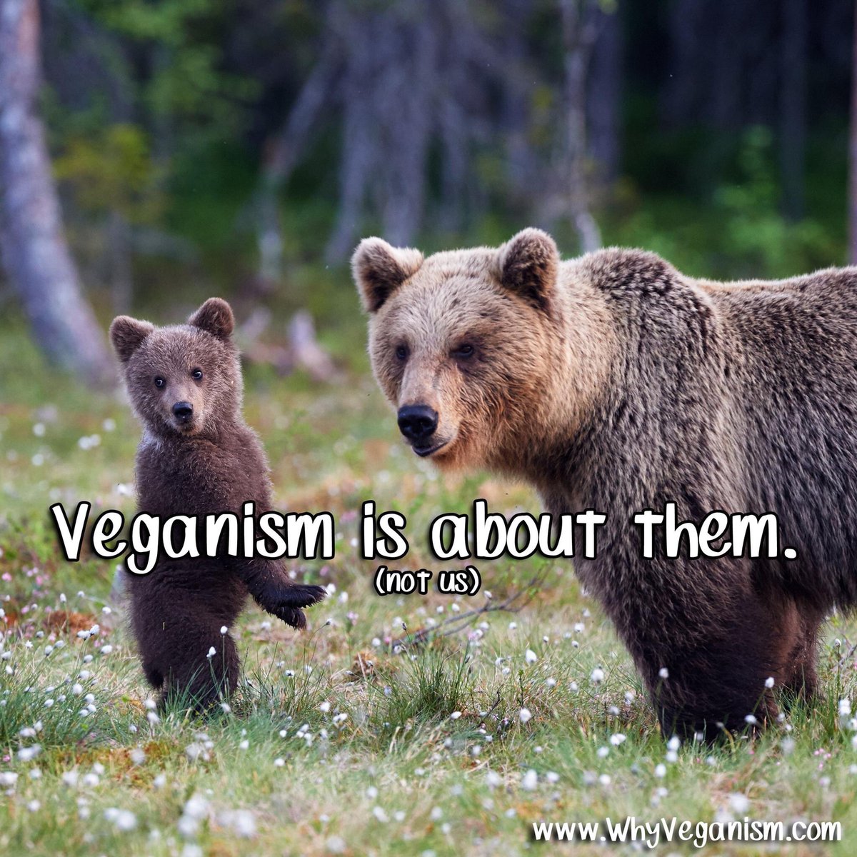 TAVSdotorg's tweet photo. Veganism is about *them*.
(not us)

https://t.co/1S8v2xvuw0

#veganism #vegan #govegan #bears #animals #animalrights #otheranimals https://t.co/ypYf0chgty