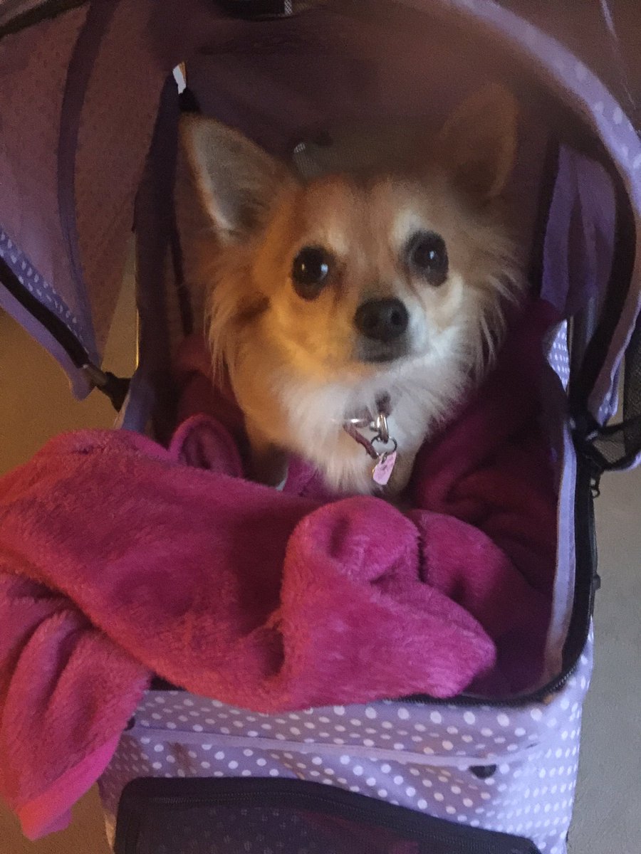 wonderwoman_'s tweet photo. My cute little poochy now has her own poochy pushchair wahoo β¨β¨β¨β¨β¨β¨β¨β¨β¨β¨β¨β¨β¨πΈπΈπΈπΈπΈπΈπΈπΈπΈπΈπΈπΈπΈπΈπΈ#propercute https://t.co/aOBe21X1z6