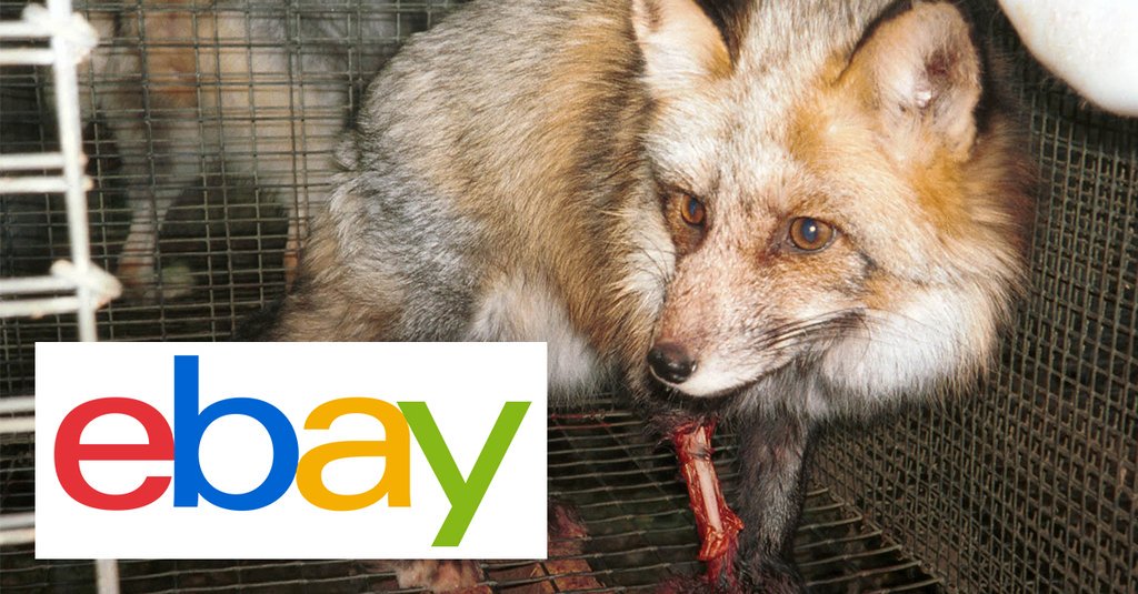 PETAShares's tweet photo. Shoppers purchase REAL fur labeled as FAUX because @eBay has no policy against falsely labeling fur. GTFO. https://t.co/ZHF1RbiZBY https://t.co/053W1BKvRR