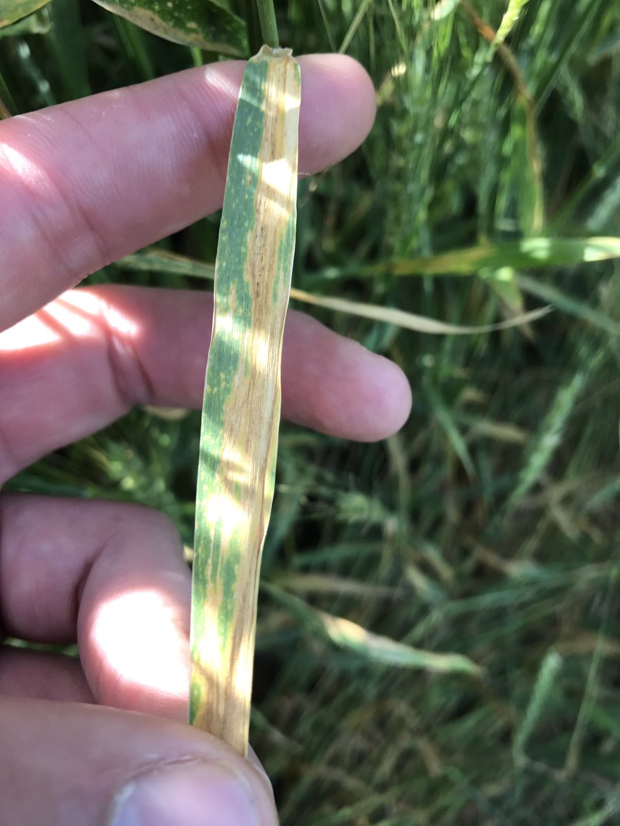 Shannon McClintock tweet media