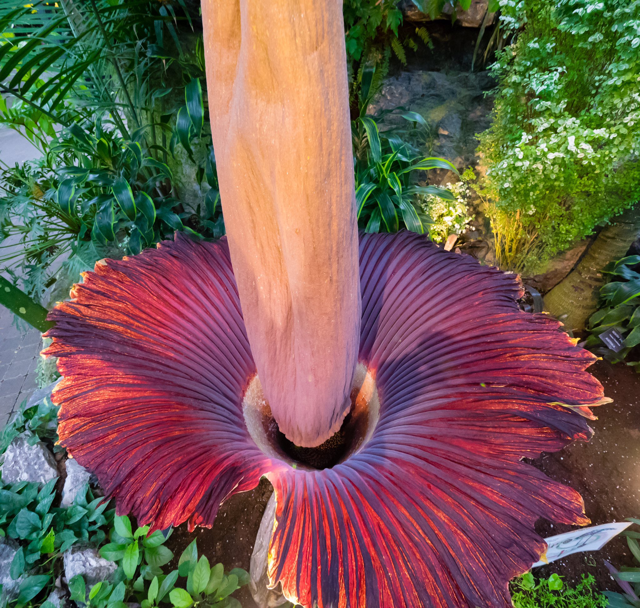 草木のこと Amorphophallus Titanum ショクダイオオコンニャク インドネシア スマトラ島の熱帯雨林に自生する世界最大の花 その悪臭から 死体の花 の異名を持つ 開花する為に7年から10年エネルギーを蓄積しなければならないと云われる 巨大な花が昨年は 草木のこと Amorphophallus Titanum ショクダイオオコンニャク インドネシア スマトラ島の熱帯雨林に自生する世界最大の花 その悪臭から 死体の花 の異名を持つ 開花する為に7年から10年エネルギーを蓄積しなければならないと云われる 巨大な花が昨年は