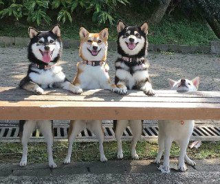Tomlypets's tweet photo. #dogs #pets #Tomlydogs #IfYouSeeMeInRealLife #dogslife #dogsofinstagram
ππΆ π
ββοΈ https://t.co/MfkZRwrXe5
