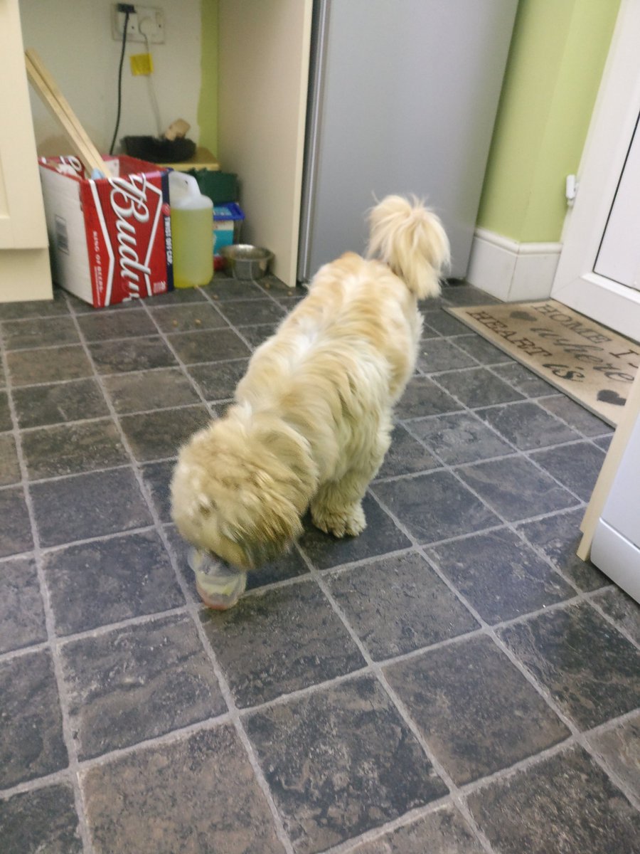 Jammyc96's tweet photo. @LidlUK To my horror I find this in my life trifle!Please explain to me how this fur ball managed to make its way into my poor trifle??? https://t.co/chA346PVxe