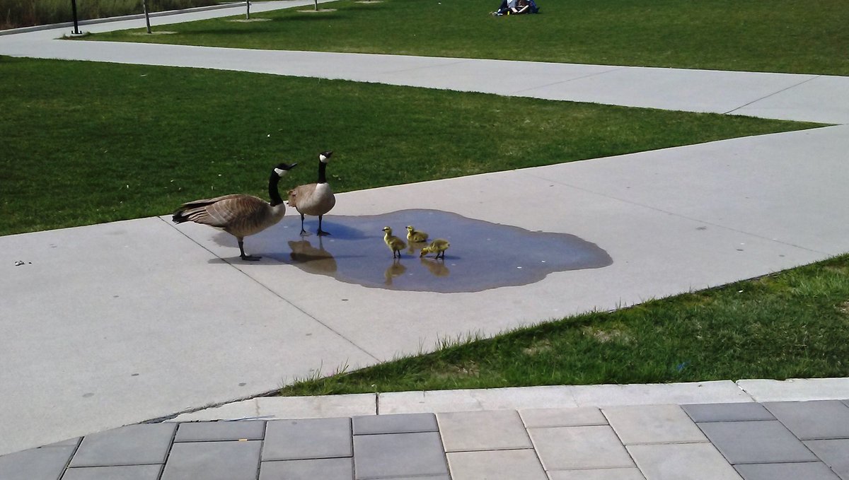 UCalgaryLibrary's tweet photo. The newest members of the #UCalgary community exploring the puddles near the #TFDL today. Welcome to campus, little ones! https://t.co/smQp2mVcED