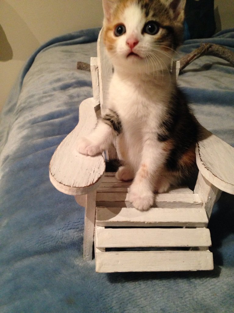 AwwAnimals_'s tweet photo. My foster kitten in a kitty sized chair https://t.co/1sLBjRGzjg