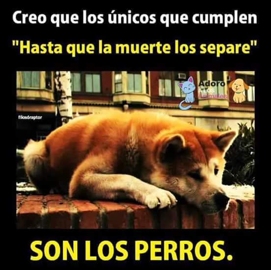 isdigon's tweet photo. Para los amantes de los animales. https://t.co/2OIV4xLNAI
