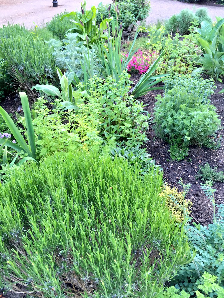 serendipitastic's tweet photo. Just picked some #mint for the @jerseyroyals & #rosemary for @jamieoliver #HunterChicken from @castlequarter1 #herb garden. Mmm #lovebedford https://t.co/wzN6MB99nj