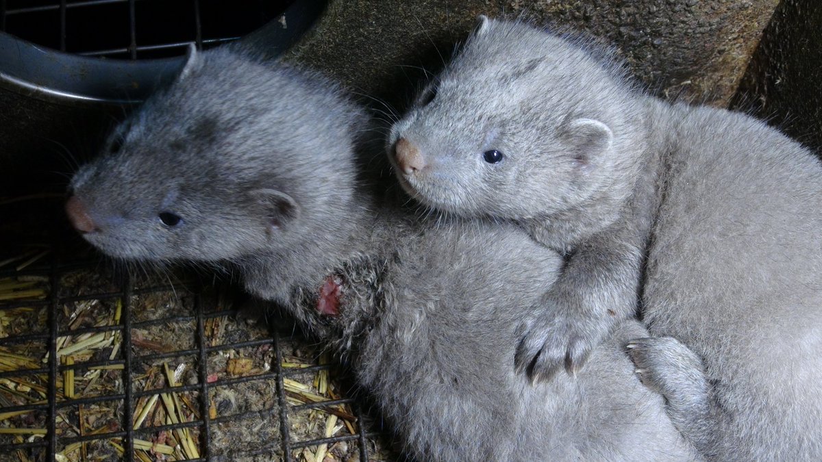 ginachron's tweet photo. Pls SIGN +RT Petition to Ban fur farming in Ireland https://t.co/NigfvRKOW2 via @UKChange #furfreefriday #ICABS https://t.co/KqARr3THCd https://t.co/FCw5JZ2TVc