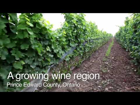 Wine Central tweet media