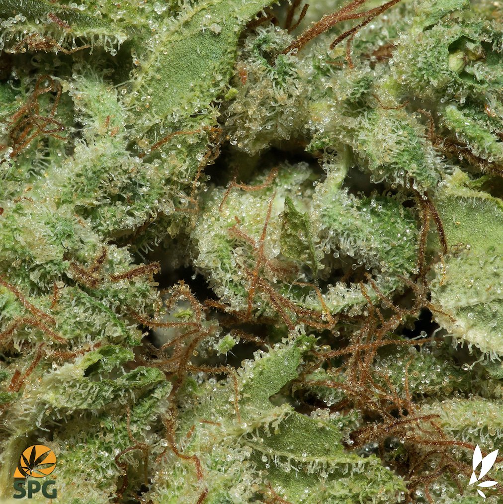 UrbnLeafSW's tweet photo. 6 bombπ£ @FlowKana strains have arrived!!! Here's 1 of them #FruitLoopz #sativa #hybrid #trichomes #topshelflife #TheCaliforniaWay π₯π±π± https://t.co/gbra5hWKBQ