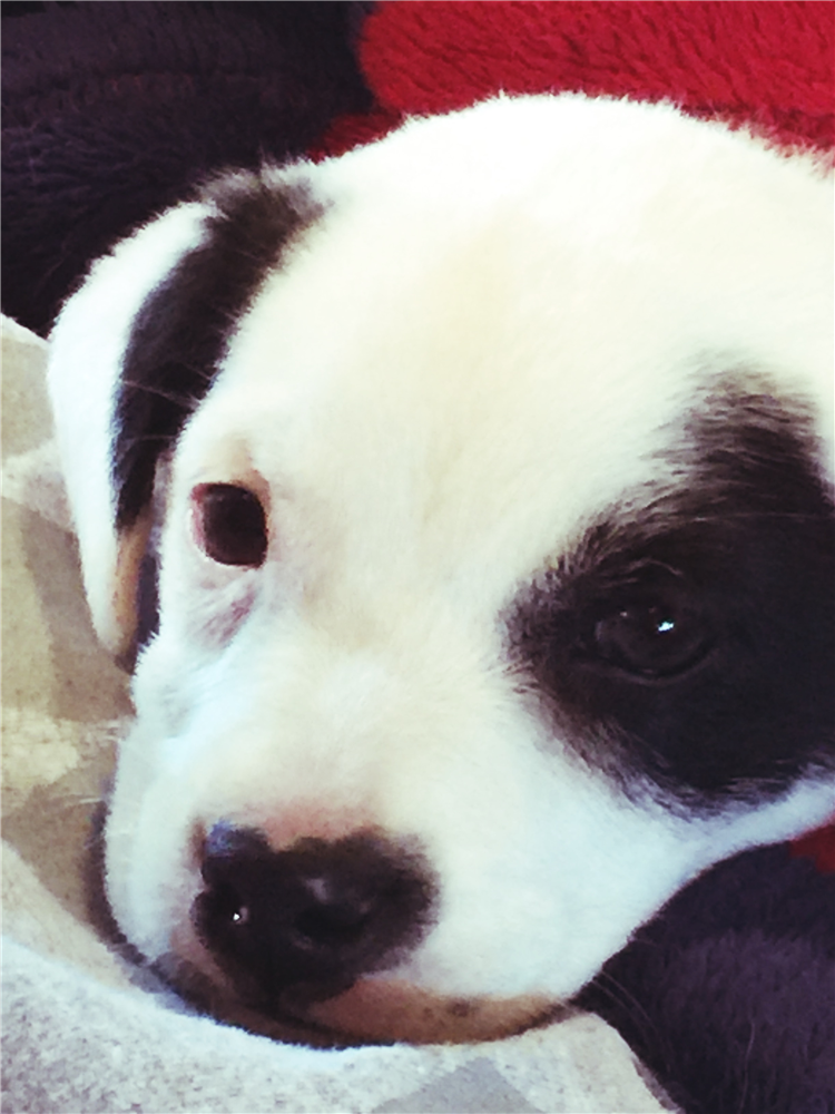 silverdollartx's tweet photo. Meet Dixie! Our pup of the year! Be sure to stop by to meet her at our event on May 20th at XO Ranch. #SDATR17 #SDATR10years https://t.co/rXXGGhyNBO