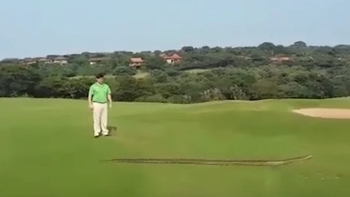 WATCH VIDEO Giant snake misses hole in golf course invasion bit.ly/2r26yDO https://t.co/2uJfxR0DEh