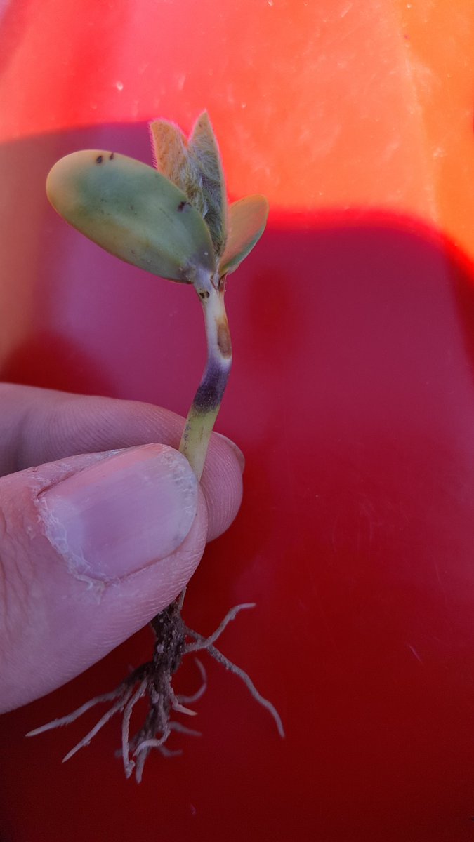 Kimberly_Beachy's tweet photo. These #soybeans were right at the soil surface for Monday's frost. #ProTechPartners https://t.co/LpdcYhk0F6