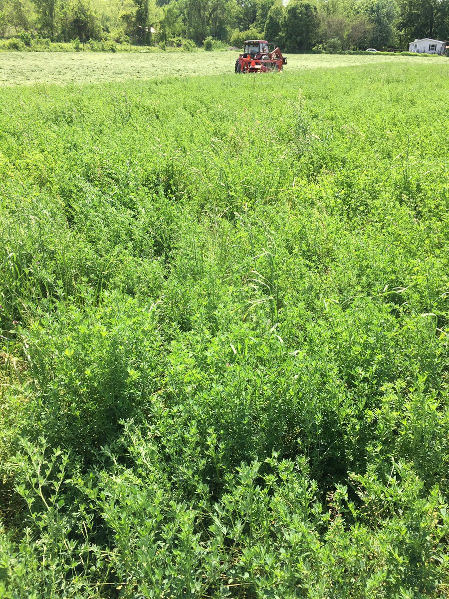 dennis_vollrath's tweet photo. #NutriTrack alfalfa/orchard grass going down today @MFA_PrecisionAg https://t.co/hRLbFjMnA7