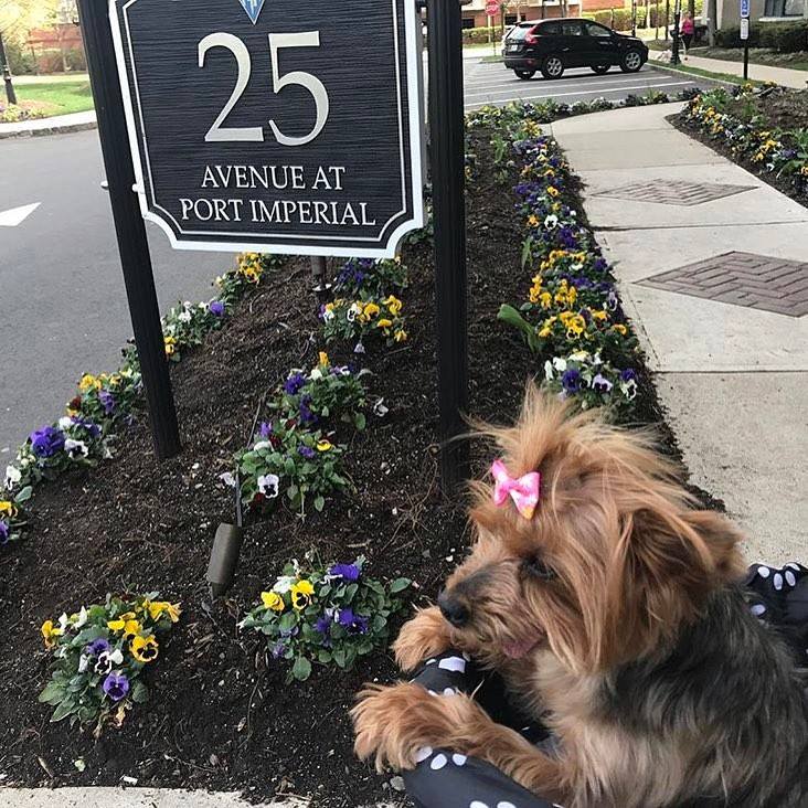 RiverbendatPI's tweet photo. Congratulations to our April #BendBarks winner, Jersey! She loves long walks around Port Imperial & enjoying the nice weather! https://t.co/GDJ6y44psa