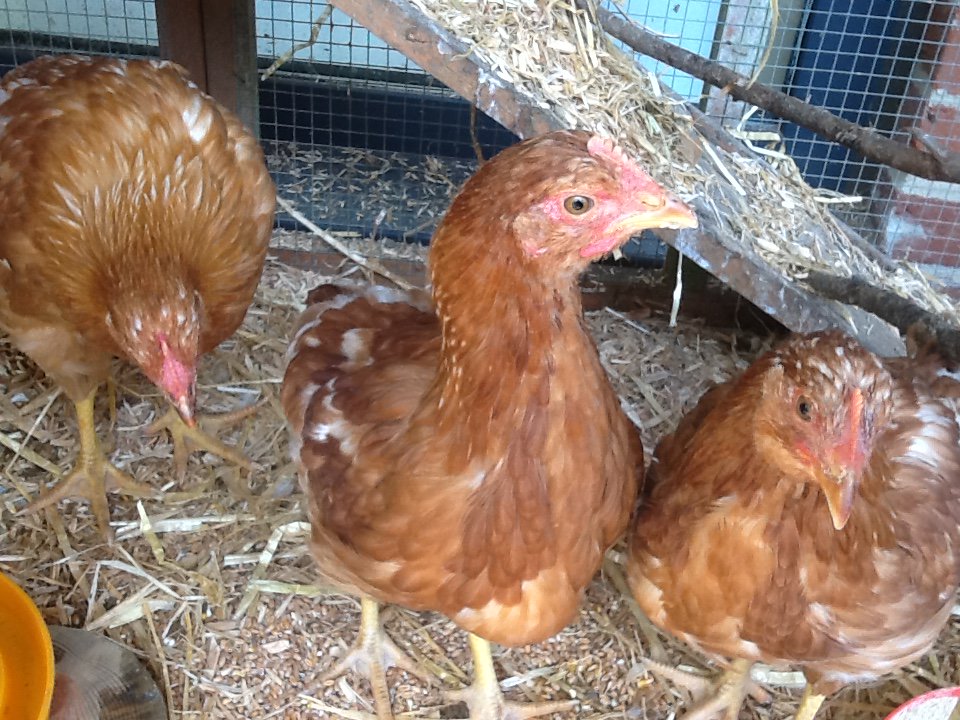 An update on the boys from their new surroundings!