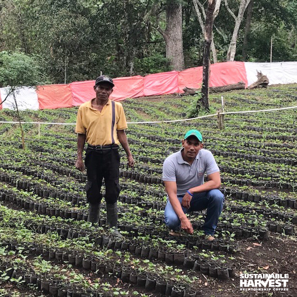 SustHarv's tweet photo. #OriginUpdate from Honduras on #Roya threat: https://t.co/5f7NfCwUdO
@CRSCoffeelands @kraighkraft @WCoffeeResearch #LeafRust #Coffee https://t.co/j8s8Iooeeg