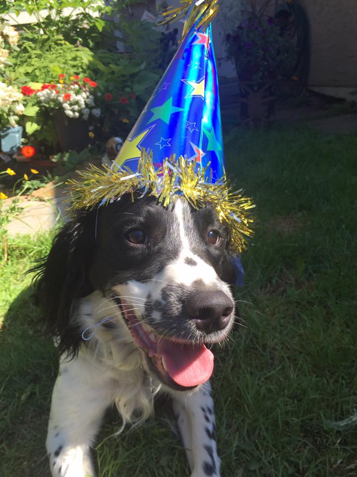 Look who turned 3 years old today! #HappyBirthday Angus! ow.ly/VWo130bGmPT