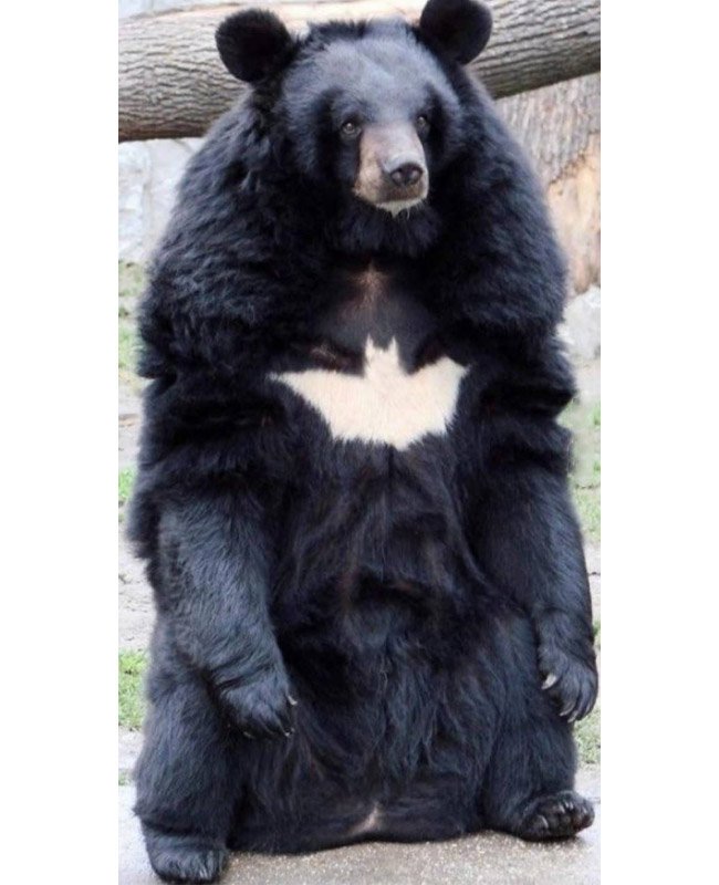 yisucrist's tweet photo. cuando eres un oso pero kieres ser batman https://t.co/gplaChm8nS