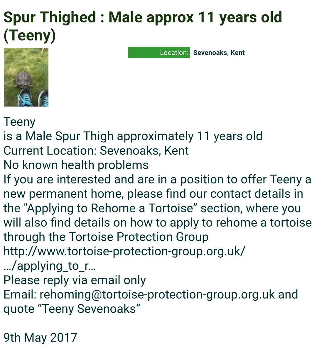 TortProtection's tweet photo. #spurthighed #tortoise needs a new home. #AdoptDontShop #Sevenoaks #Kent https://t.co/KBTaVkmPbg