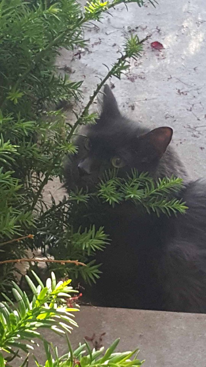 DavyWavy14's tweet photo. I found you when you were a starving kitten, and then I fattened you up. You are more than just a cat, you are my best friend. R.I.P MoMo https://t.co/oovU55ITCx