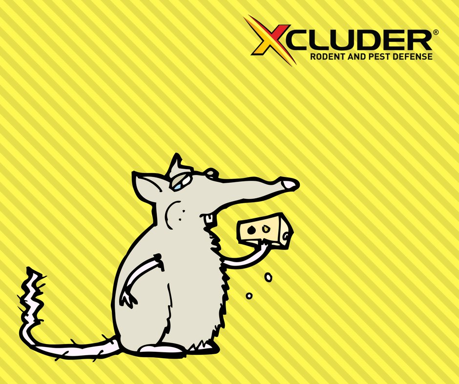 XcluderRodent's tweet photo. A mouse eats 15 - 20 times a day. So they usually build their homes close to food. Get Xcluder and keep them out! #MouseFacts #Xcluder https://t.co/2BtufZZcmE