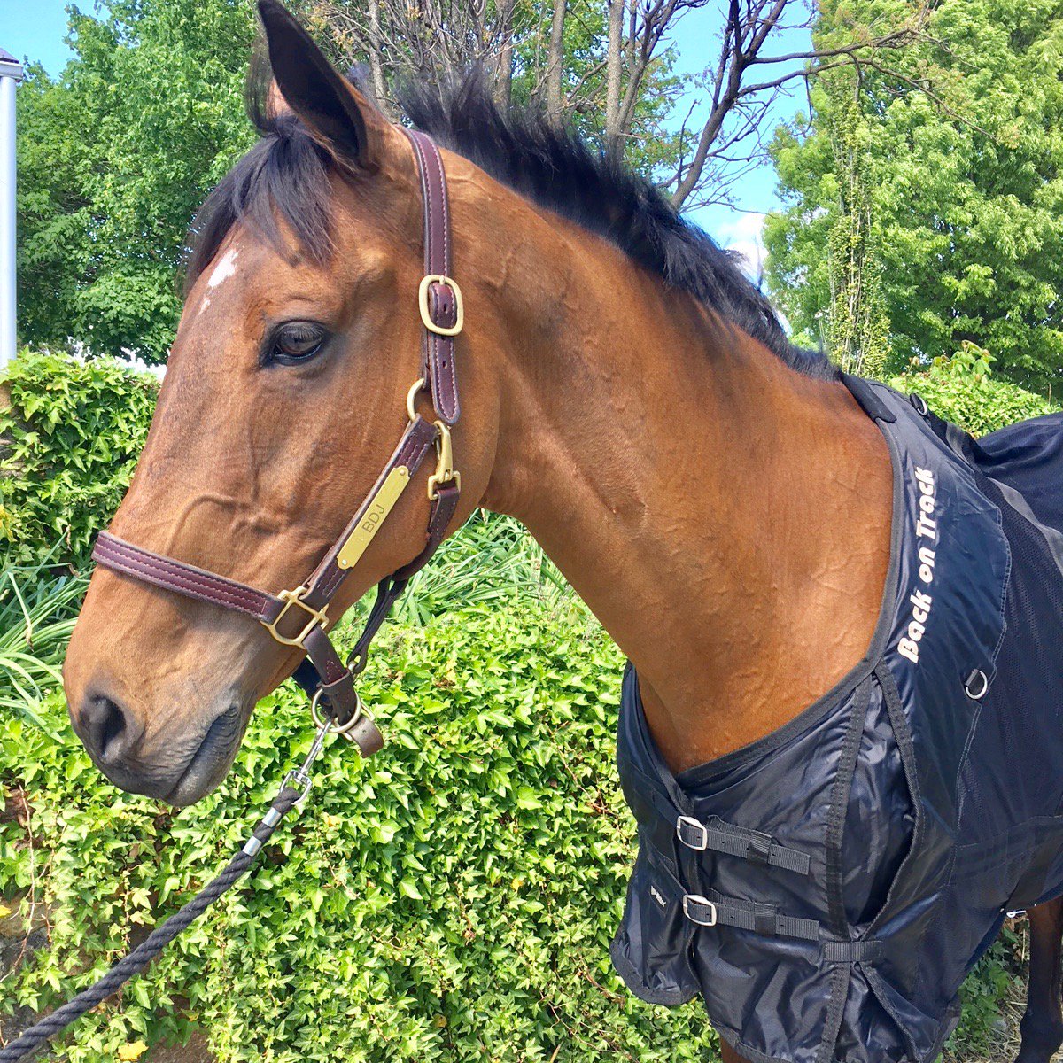 BDJEventing's tweet photo. We are happy to announce @BackOnTrackProd as our latest sponsor. 
Park Trader in therapeutic mesh sheet - 2nd after dress in CCI3* #JFI3D https://t.co/QlOm6r8t1p