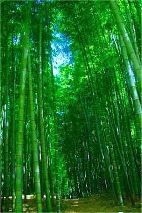 竹酔日 Hashtag On Twitter