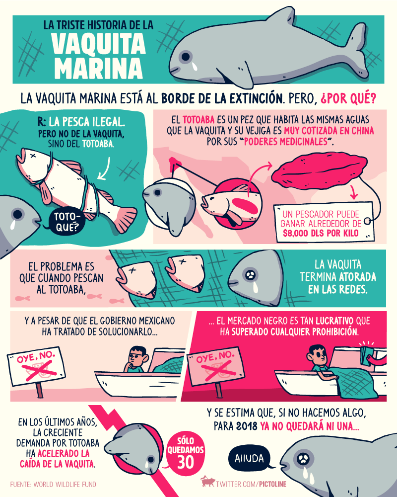 Ecogranjero's tweet photo. Hasta el 2016 quedaban 100 vaquitas marinas, este número se fue reduciendo drásticamente y hoy es una especie en extinción https://t.co/TLf0VWYckR
