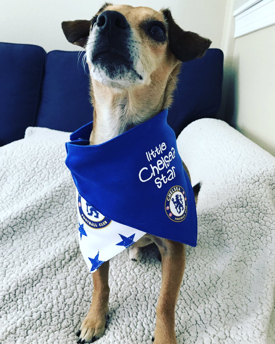 dog chelsea jersey