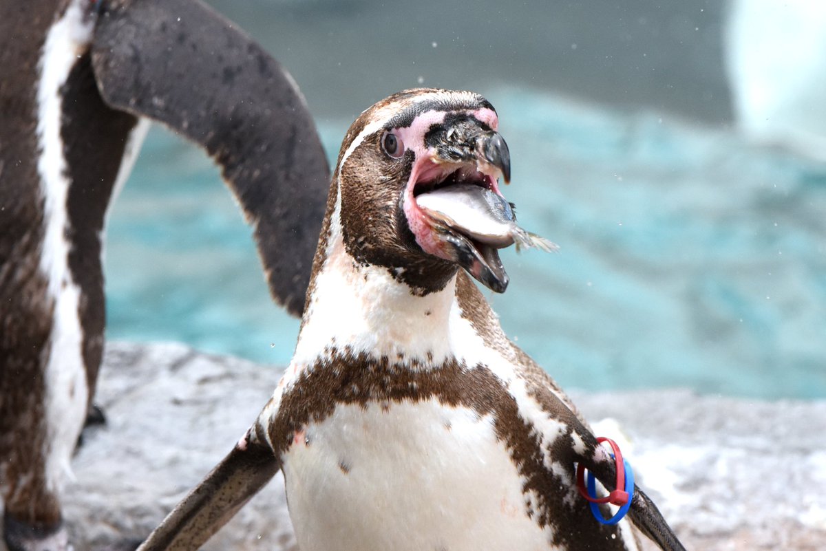 「ペンギン 食事」の画像検索結果