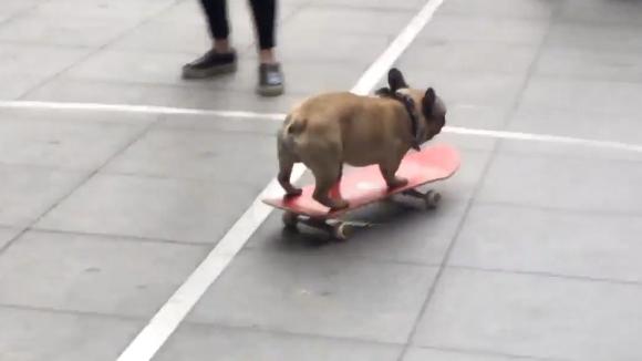 French bulldog makes bold attempt to skateboard into BBC offices bbc.in/2r2HQmT