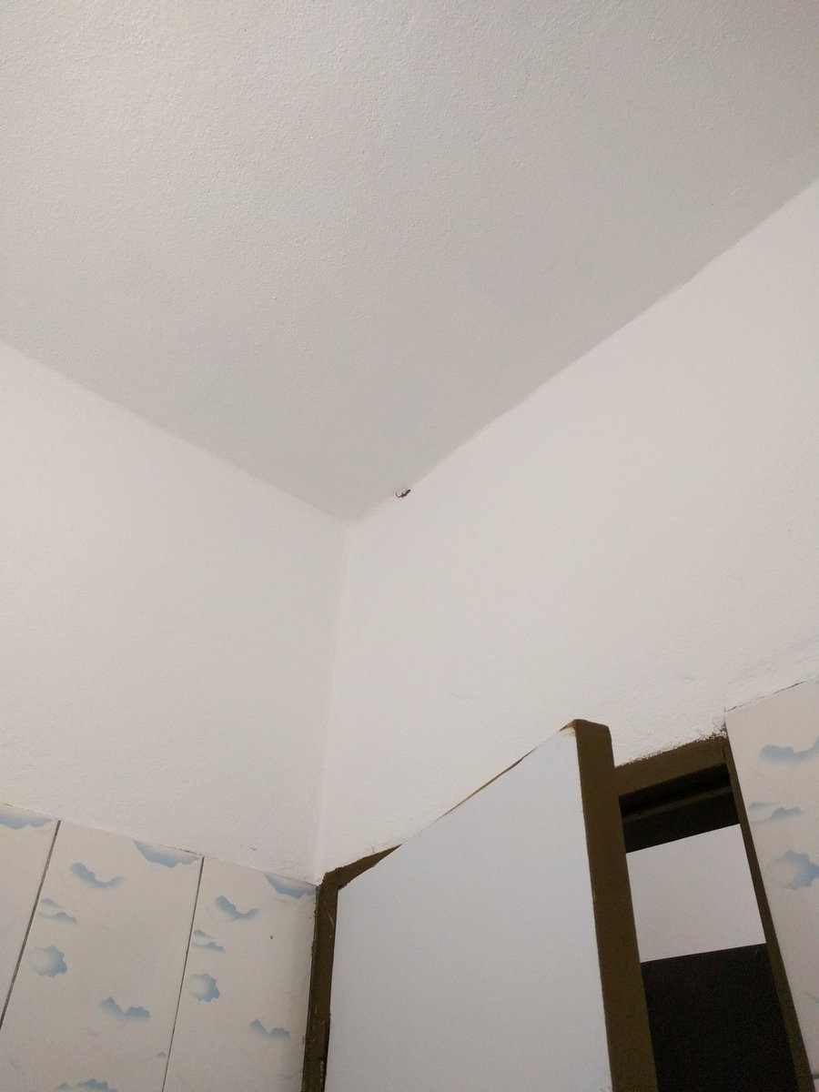 Diana_monkey's tweet photo. That little smidge where the wall meets the ceiling is the smallest gecko I've ever seen! #fieldworkfaceoff https://t.co/BqYfRgBrWg