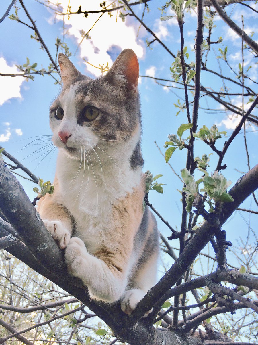NekoCase's tweet image. Kitten with crooked arm climbs tree!